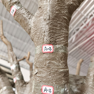 Arbres artificiels de banian personnalisés pour hôtels, centres commerciaux et sites touristiques – Grand arbre artificiel en ficus vert - Product Image 4