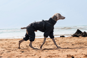 आउटडोर उपयोग के लिए कर्षण के साथ छोटे और मध्यम कुत्ते ठोस जलरोधी परावर्तक इंद्रधनुष-सभी मौसमों इंग्लैंड डिजाइन - Product Image 2