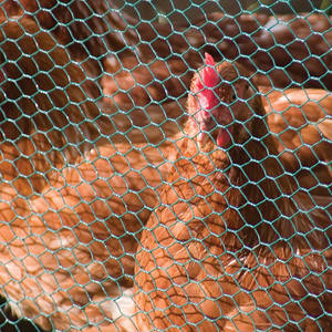 Choice Steel Chicken Wire <strong>Mesh</strong> PVC Galvanized Hexagonal <strong>Gabion</strong> for Poultry Fences Cages Hot Dipped Galvanized Woven Steel - Product Image 1