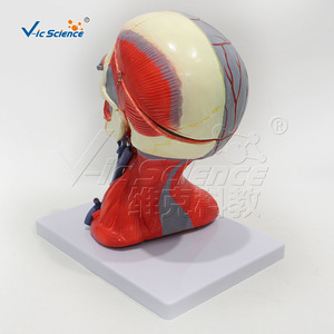 Modèle de tête, de cou, de muscles, de vaisseaux sanguins et de cerveau en 10 parties, haute précision, avec démontage clair et détails anatomiques précis. - Product Image 4