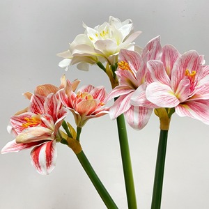 ดอกคลีเวียเทียม KEWEI 1100 ยอดนิยม สัมผัสเหมือนจริง ดอกลิลลี่เดี่ยว คลีเวียมินิอาต้า ดอกไม้เหมือนจริงสำหรับตกแต่งงานอีเว้นท์ - Product Image 2