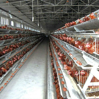 Boitier de volaille pliable Type A 4 niveaux, Cages à poules, systèmes pour la mise à niveau des hines