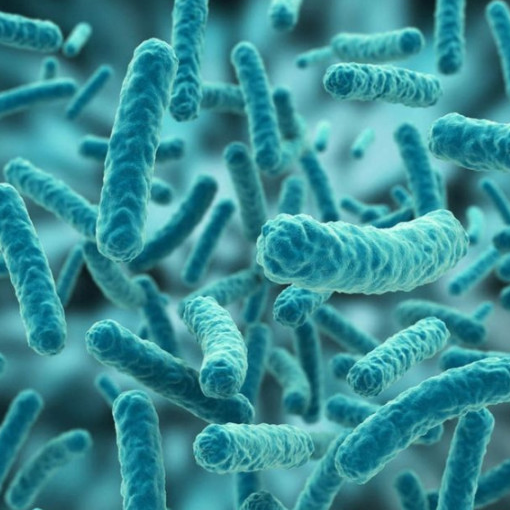 Лучшая поставка, кормовая добавка, биотик для аквакультуры, лактобациллия Подошвенная по лучшей цене