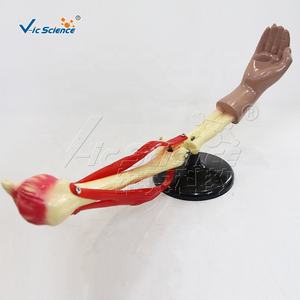 Codo Articulación Movimiento Modelo <span class=keywords><strong>Esqueleto</strong></span> Modelo <span class=keywords><strong>Huesos</strong></span> <span class=keywords><strong>Esqueleto</strong></span> <span class=keywords><strong>Humano</strong></span> Piezas - Product Image 3