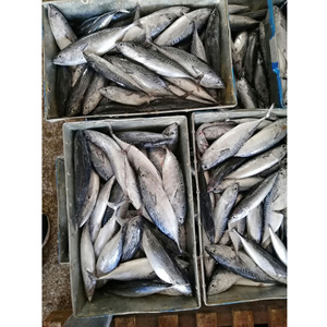 <span class=keywords><strong>Pesce</strong></span> Bonito Congelato Intero / Tonno Bonito in Vendita / <span class=keywords><strong>Pesce</strong></span> Bonito 300-500g Confezione OEM - Product Image 6