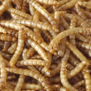 Alimento puro 100% Natural <span class=keywords><strong>para</strong></span> mascotas, 400g <span class=keywords><strong>sin</strong></span> gusanos secos añadidos <span class=keywords><strong>para</strong></span> aves silvestres - Product Image 6