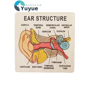 Rompecabezas de Madera de la Anatomía del Oído Humano, Tablero de Aprendizaje <span class=keywords><strong>Cognitivo</strong></span> para Educación Temprana, Herramienta de Enseñanza de Biología - Product Image 1