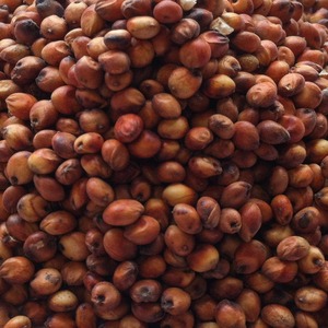 Grano de Sorgo Rojo de Alta Calidad, Rico en Fibra y Nutrientes, para Productos de Panadería y el Mercado Mayorista Global - Product Image 5