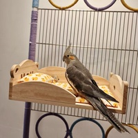 Lit pour oiseaux en bois massif Parrot, accessoires de couchage pour cage à oiseaux, fabriqué dans l'Anhui