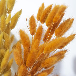 Fourniture d'usine de haute qualité nouvelle couleur or Orange Phalaris <span class=keywords><strong>Lagurus</strong></span> naturel séché rond lapin queues fleur - Product Image 5