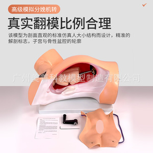 Modèle du mécanisme de naissance, modèle pédagogique du mécanisme de naissance, modèle de démonstration gynécologique du processus de naissance, à manivelle - Product Image 5
