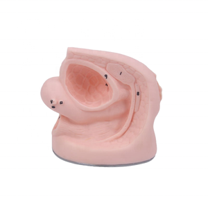 Modelo de <span class=keywords><strong>genitales</strong></span> <span class=keywords><strong>internos</strong></span> y externos de ciencia médica femenina de PVC DARHMMY con cateterismo para entrenamiento en Escuela de Enfermería - Product Image 1