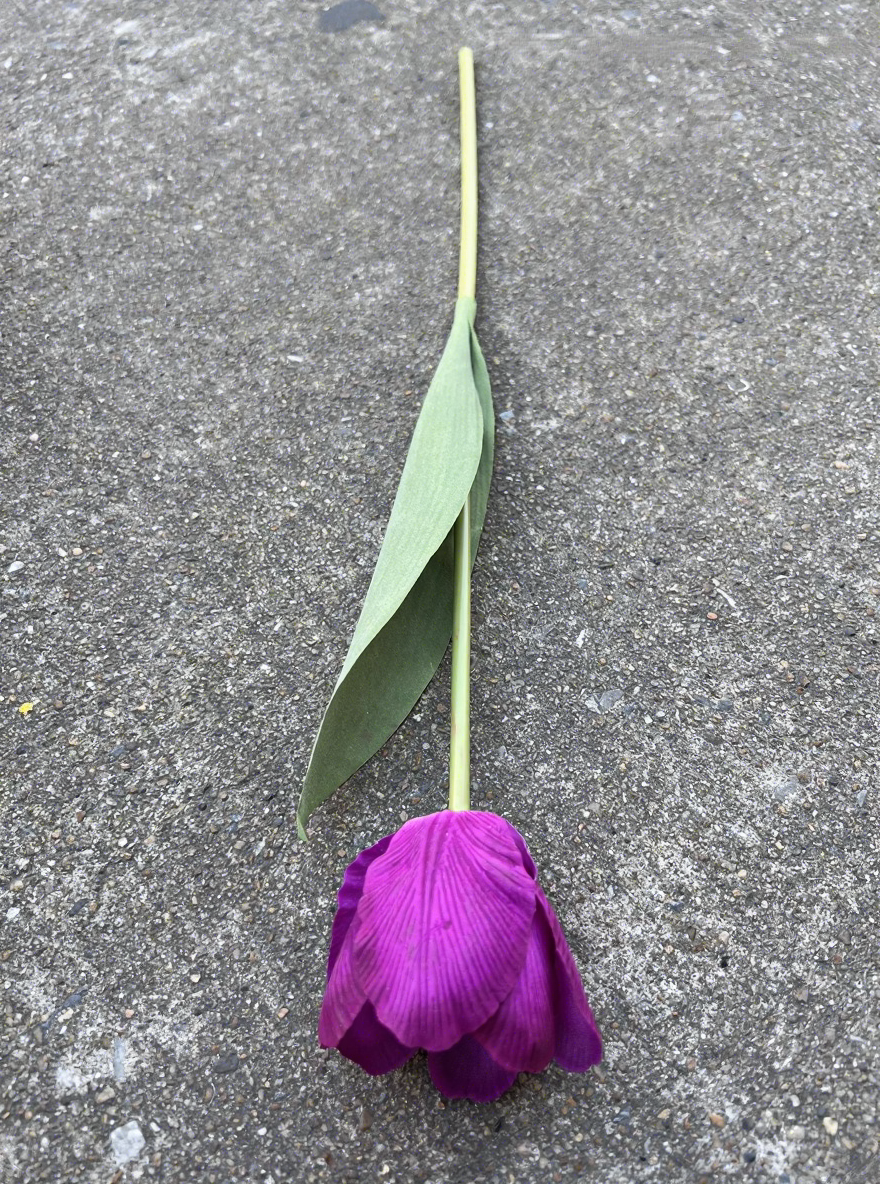 1# Tulipe violet, texture moyenne.