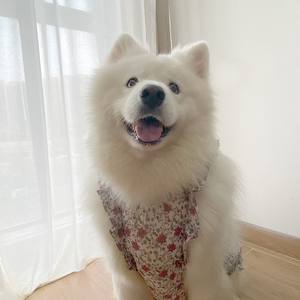 Vestido azul a rayas para perros Samoyedo Labrador Border <span class=keywords><strong>Collie</strong></span> Pequeño Mediano Grande Perro Ropa para mascotas - Product Image 2