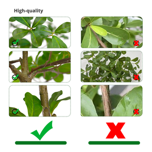 Wholesale Realistic Plastic Potted Olive <b>Trees</b> 2m Big Modern Living Room Decor Indoor Plants <b>Artificial</b> <b>Tree</b> Ornaments - Product Image 3