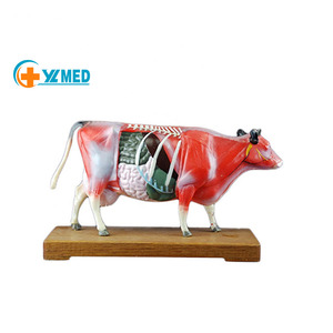 Modèle d'anatomie animale avancé en plastique pour l'acupuncture, modèle de corps animal pour l'acupuncture, modèle de vache pour l'acupuncture - Product Image 1