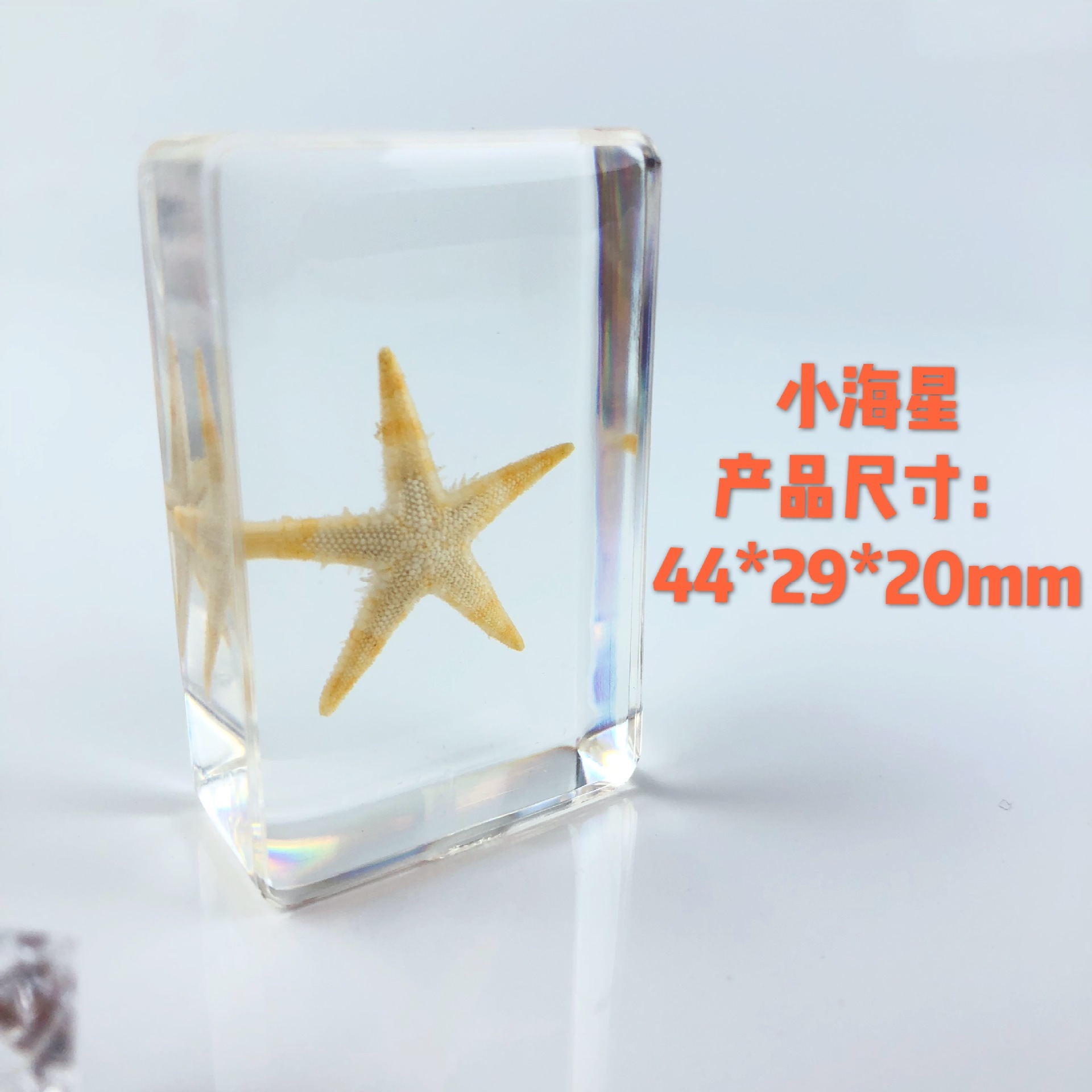 Sp little starfish-442916mm