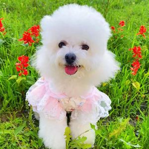 Dog Lolita Dress Pink Breathable <b>Princess</b> Cut Spring Small Medium Dogs Teddy Bichon Frise Pet <b>Clothes</b> - Product Image 3