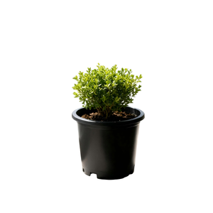 Black Eco-Friendly Garden Nursery Flower Pot - Product Image 4