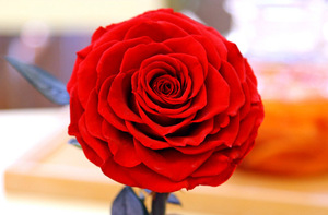 Rosas Preservadas Sola <span class=keywords><strong>Rose</strong></span> Eternelle Longue Tige <span class=keywords><strong>Rose</strong></span> Caja de regalo Personalizada Día DE LA MADRE Juego de regalo de Año Nuevo Flor permanente ELEROSE - Product Image 2