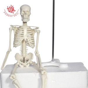 Bộ Xương Mô Hình Mini Loại 45Cm Bộ Xương Con Người Hot Bán Trẻ Em Đồ Chơi Halloween Quà Tặng Nghệ Thuật Mô Hình Bộ Xương - Product Image 4