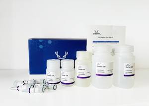 Kit de Preparación de Plásmidos de Alta Calidad, Gran Venta para Investigación - Product Image 5
