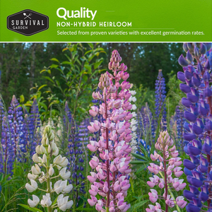 Shasta Daisy Echinacea Russell Lupin Rose Mauve Bleu Sauge <span class=keywords><strong>Vivace</strong></span> Mélange de Fleurs Sauvages pour Jardins Semences de Fleurs <span class=keywords><strong>en</strong></span> <span class=keywords><strong>Pot</strong></span> - Product Image 2