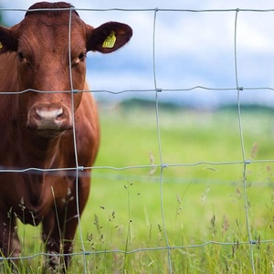 <span class=keywords><strong>รั้ว</strong></span>สนามเกมส์ลวดถักแบบยึดได้สำหรับงานหนักรั้วกั้นระหว่างแกะ/วัว/แพะ/กวาง<span class=keywords><strong>รั้ว</strong></span>ฟาร์มสำหรับออสเตรเลีย - Product Image 5