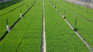 Bandeja Apilable de Plástico ABS de 300x600mm para Cultivo Hidropónico de Forraje, Germinación de Semillas de Arroz y Plántulas - Product Image 6