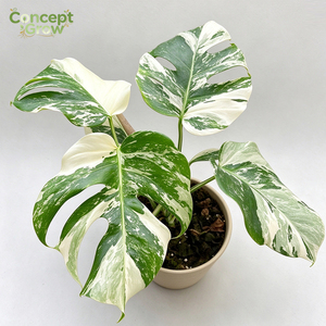 <span class=keywords><strong>Monstera</strong></span> <span class=keywords><strong>Albo</strong></span> Variegata Atemberaubende Weiß-Grün Variegatierte Blätter Gesunde Verwurzelte Topfpflanze für Seltene Aroiden-Sammlungen - Product Image 1