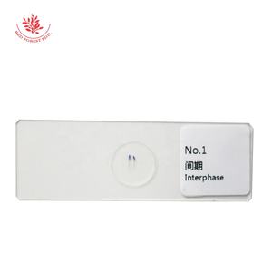 <span class=keywords><strong>Mitosis</strong></span> <span class=keywords><strong>en</strong></span> células vegetales Imágenes Punta de raíz de cebolla que muestra todas las etapas Juegos de diapositivas preparadas educativas - Product Image 5