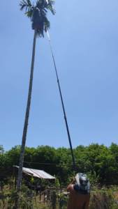 60英尺稳定高强度伸缩式碳纤维杆，用于槟榔椰子采收 - Product Image 3