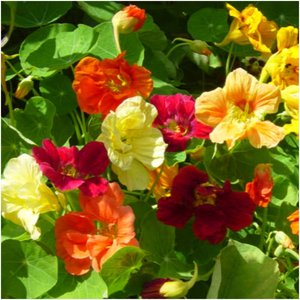 1 paquete de 350 mezcla de joyas/mezcla de plantas de capuchina para plantar al aire libre (flores silvestres comestibles, perfectas para adornar) - Product Image 5