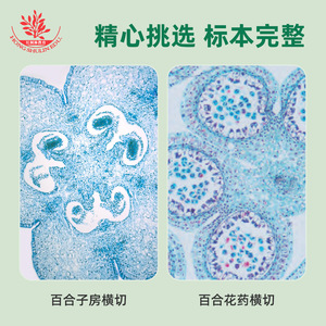 Meiose des antères de lys et section transversale de la structure cellulaire de l'œufle de lys : enseignement, recherche et explication microscopiques - Product Image 5