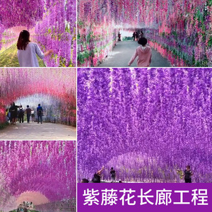 Fleurs artificielles de glycine Hua Qianyun, lot de 12, guirlandes suspendues en soie, décorations de plafond pour mariage - Product Image 5