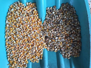 Machine de tri optique IA Longbow M320 pour café vert, blé, céréales, riz – Trieuse de couleur et de forme 3-5 TPH, précision 99,99 %, 5400 pixels CCD - Product Image 5