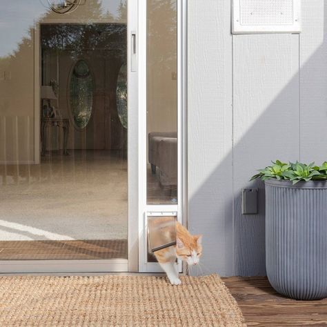 Custom Steel Entry Door with Pet Door - Elegant & Secure for Your Furry Friends