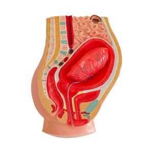 Modello Anatomico di Separazione Placentare, Modello di Anatomia Pelvica Femminile con Placenta - Product Image 4
