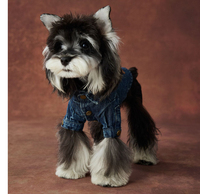 Nouvelle veste en jean pour chien, design tendance, vêtements pour animaux de compagnie