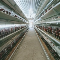 Système de cages automatiques pour poules pondeuses de type H, cages en batterie galvanisées à chaud pour l'élevage commercial de volailles pondeuses