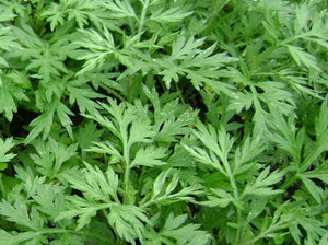 Extracto de Hoja de Artemisia (Aiye) en Polvo de Grado Alimenticio, Suministro de Fábrica - Product Image 3