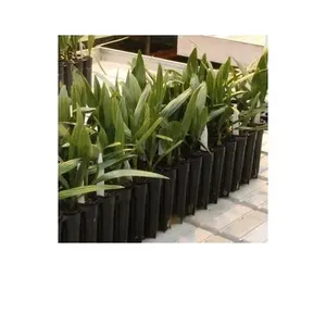Planta madura de plántulas de Palma con fecha de cultivo de tejidos, que le brinda un rendimiento rápido y saludable en stock para la venta