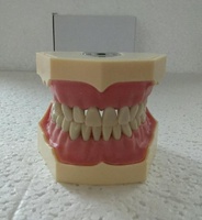 Tipodonto Dental Nissin Productos para Práctica Dental Modelo de Estudio Dental Set de Mandíbula Maniquí