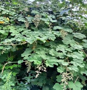 รากสมุนไพรป่าแห้งชนิดมัลติบราคท์ ราสเบอร์รี่ (Rubus Multibracteatus) สำหรับขายออนไลน์ - Product Image 1