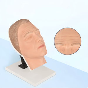 Modèle d'entraînement en silicone de tête humaine pour injections chirurgicales et cosmétiques avec nerfs faciaux et vaisseaux sanguins simulés - Product Image 4
