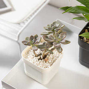 C296 Large Small Ground Water <strong>Storage</strong> Thickened Succulent Square Four-Legged <strong>Plastic</strong> Flower - Product Image 3