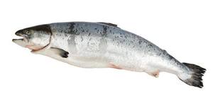 <span class=keywords><strong>Salmone</strong></span> Atlantico Intero Congelato BQF Premium 100% Naturale, Basso Contenuto di Carboidrati, Alto Contenuto Proteico, Esportazione all'Ingrosso per Servizi di Ristorazione - Product Image 3