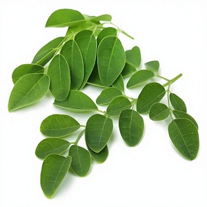 <span class=keywords><strong>Polvo</strong></span> <span class=keywords><strong>de</strong></span> Flavonoides <span class=keywords><strong>de</strong></span> Hoja <span class=keywords><strong>de</strong></span> <span class=keywords><strong>Moringa</strong></span> <span class=keywords><strong>de</strong></span> Alta Calidad, 20% <span class=keywords><strong>de</strong></span> Contenido <span class=keywords><strong>de</strong></span> Vitaminas, Extracto <span class=keywords><strong>de</strong></span> Agua, Puro y Natural, Grado Alimenticio - Product Image 3