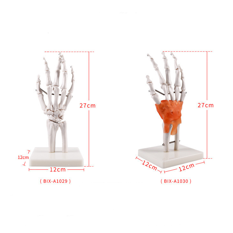 Nature Size Hand Bone Model Advanced Simulation Human Hand Joint Skeleton Model With Ligament