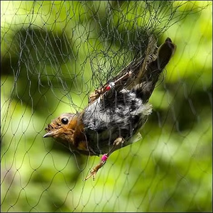 Redes para Atrapar Aves a <span class=keywords><strong>Precio</strong></span> Económico / Red de Captura de Aves Negra para Agricultura y Captura de Murciélagos - Product Image 4